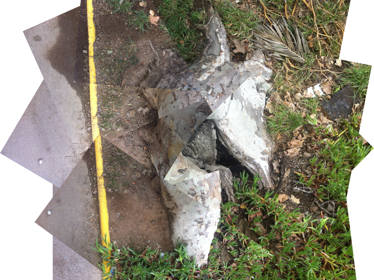 Los Árboles también&nbsp;Mueren