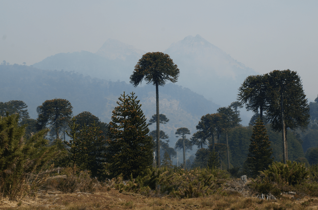 El Año que Vivimos en&nbsp;Peligro