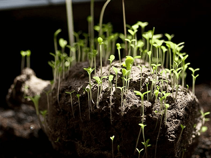 Del Orden Agrícola y la&nbsp;Aleatoriedad