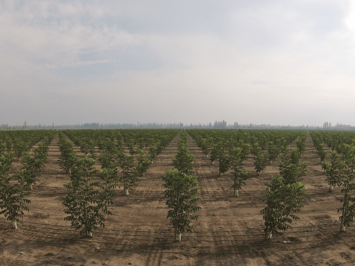 Plantación de Nogales · Longaví,&nbsp;2015
