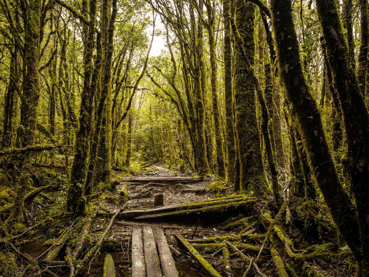 Sobre el (des)protegido Patrimonio Natural de&nbsp;Chile